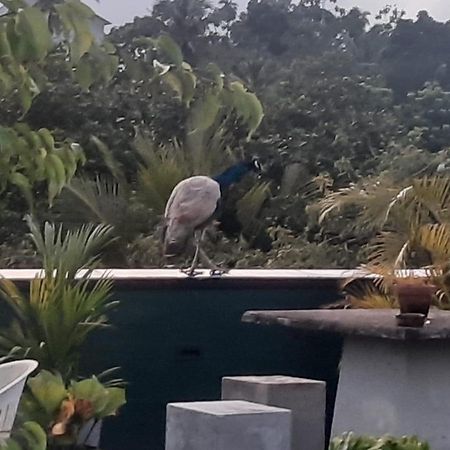 Amaya Rest Galle Bagian luar foto