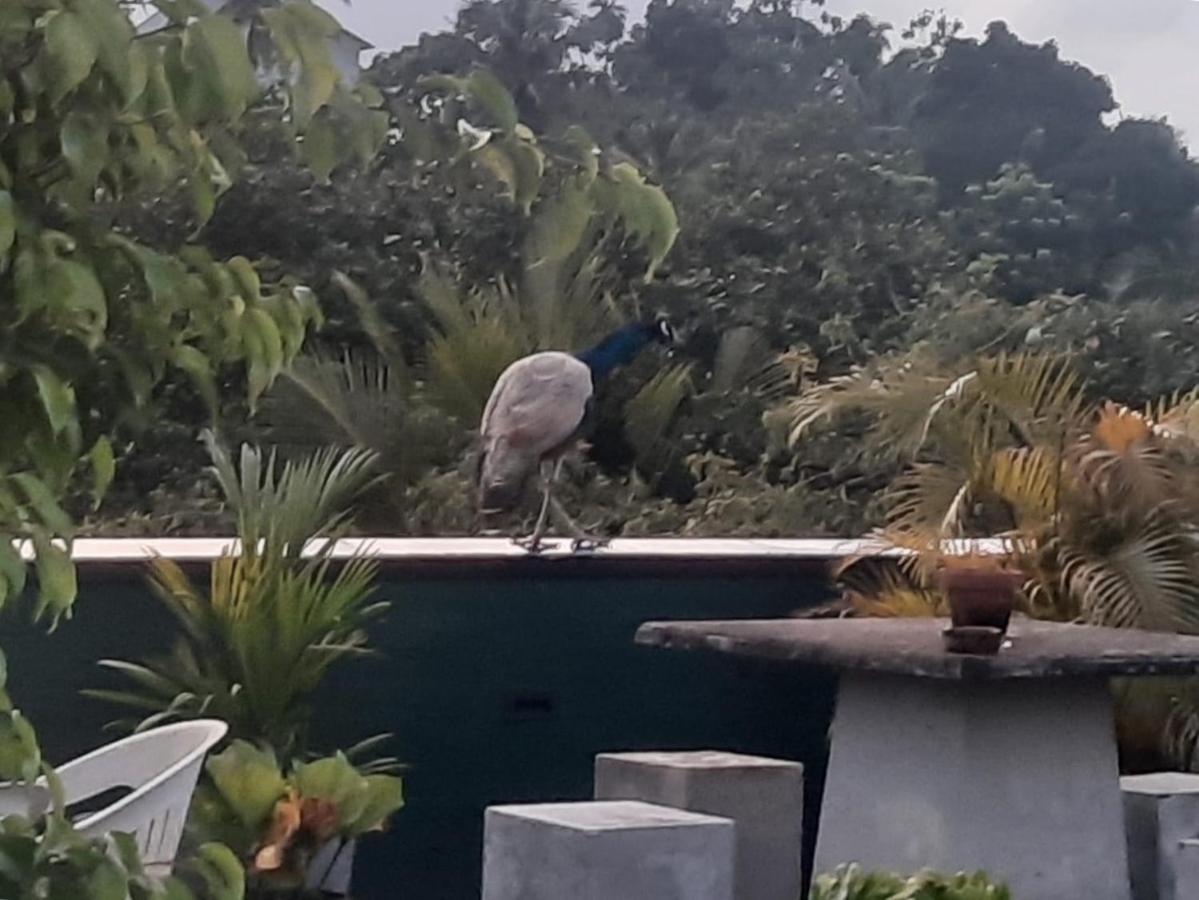 Amaya Rest Galle Bagian luar foto